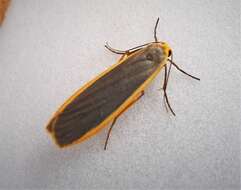 Image of common footman