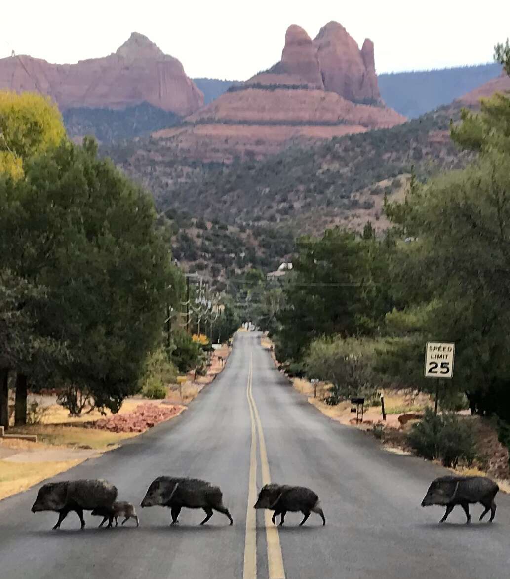 Image of peccaries