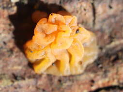 Image of Witches butter