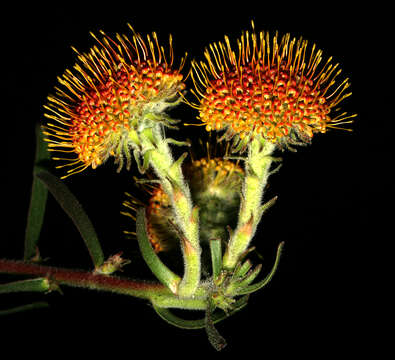 Image of Creeping pincushion