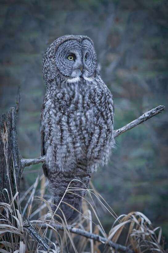 Image of Great Gray Owl