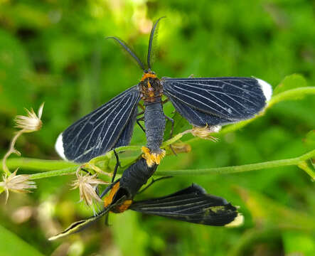 Image of White-tipped Black