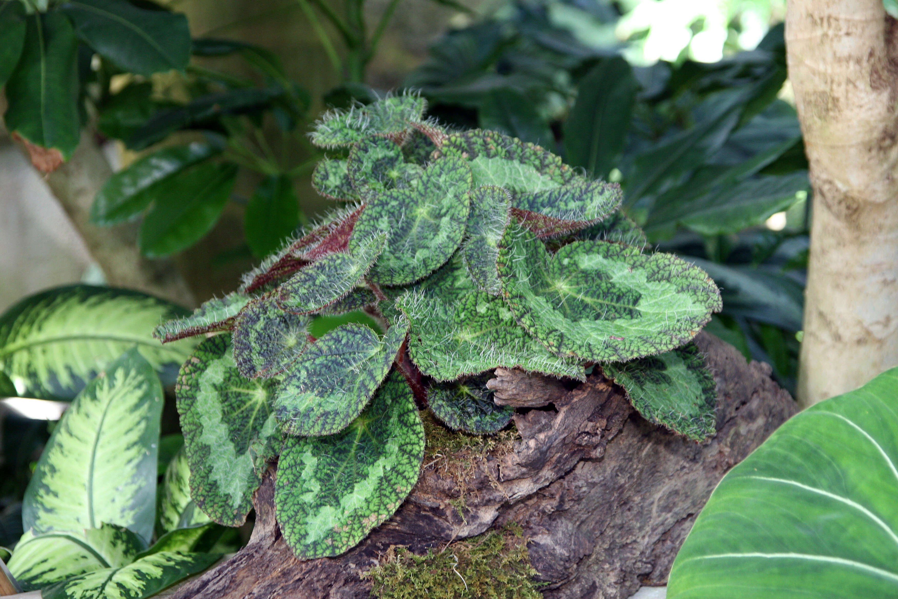 Image of Begonia sizemoreae Kiew