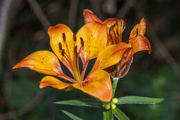 Image of orange lily