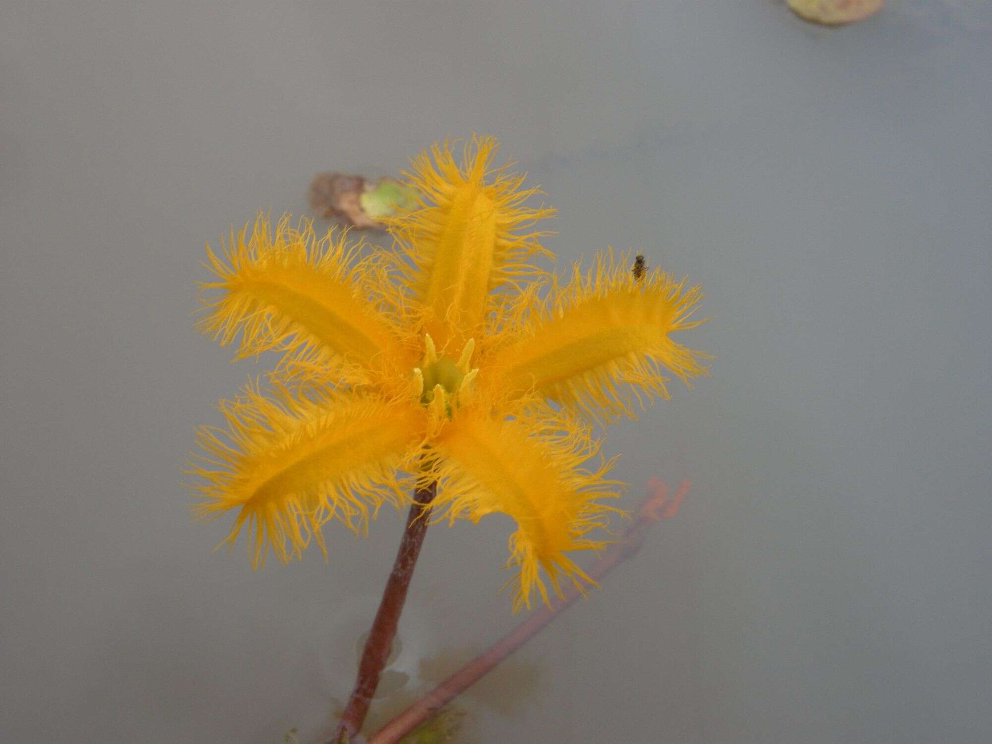 Image of Nymphoides crenata (F. Müll.) Kuntze