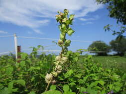 Image of European yellow rattle