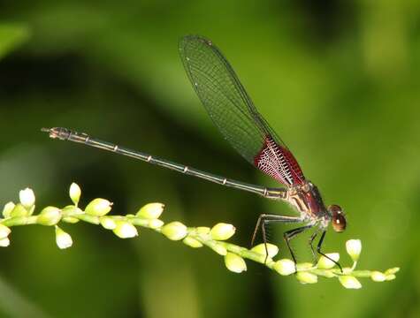 Image of American Rubyspot