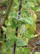 Image of kidney bean