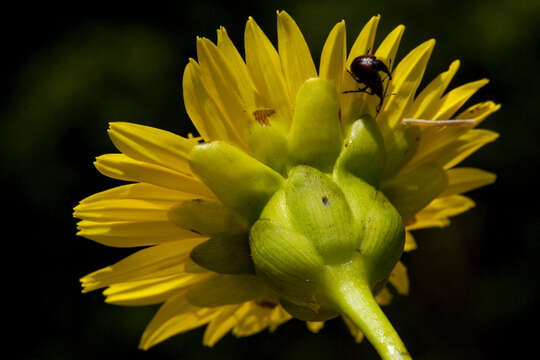 Silphium terebinthinaceum Jacq. resmi