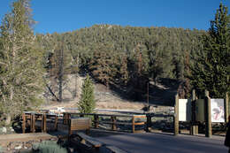 Image of Great Basin bristlecone pine