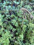 Image of Mulga fern