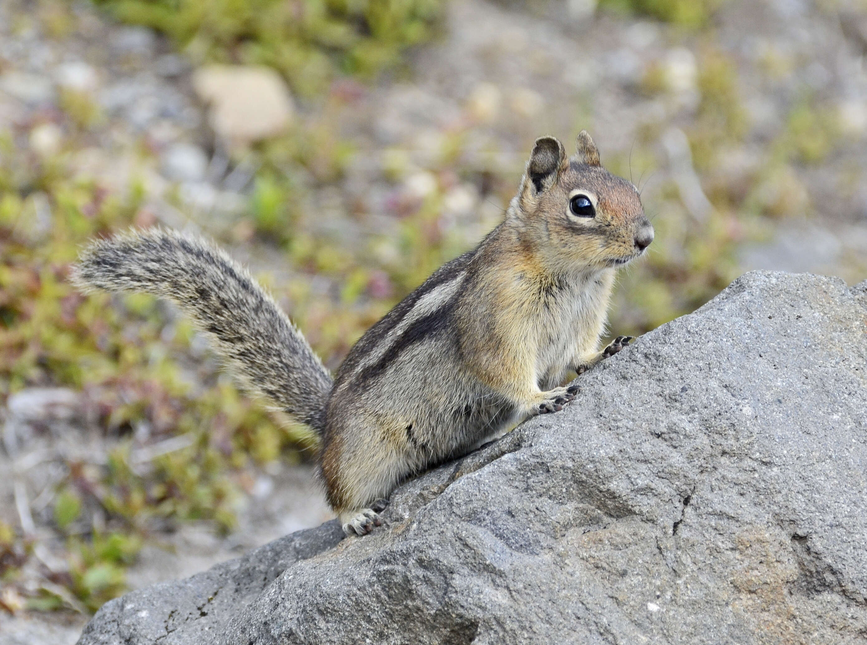 Callospermophilus Merriam 1897 resmi