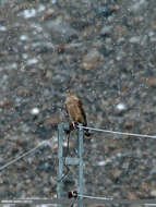 Image of Eurasian Goshawk