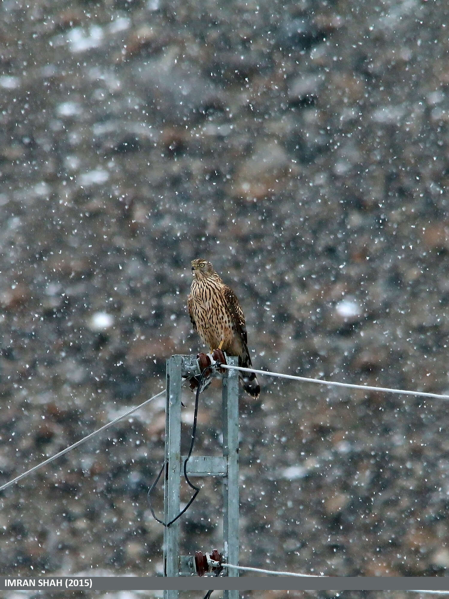 Image of Eurasian Goshawk