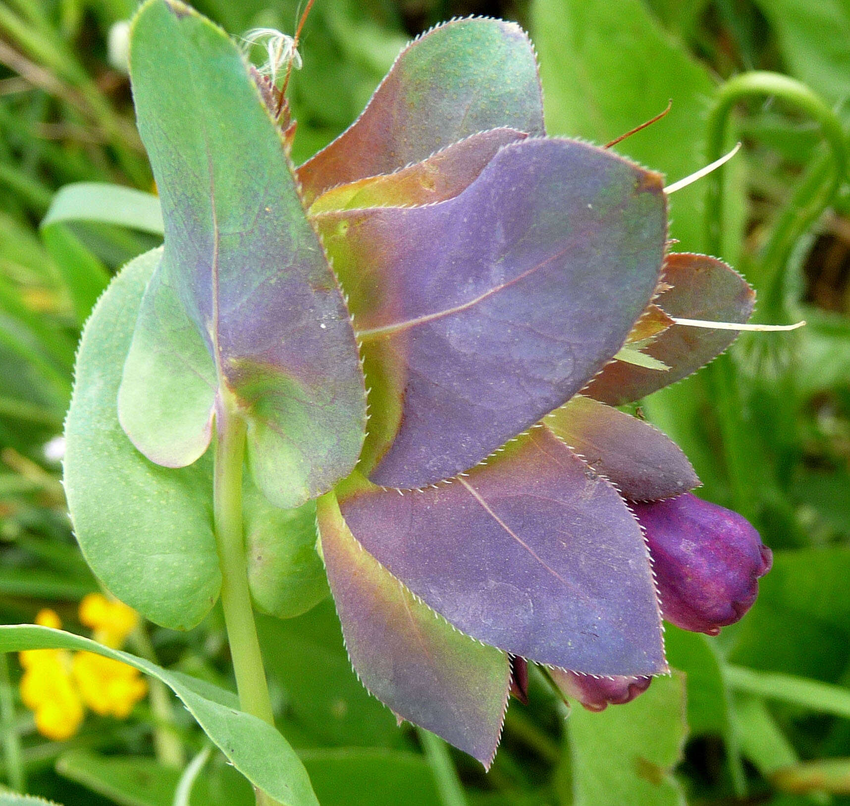 Image of honeywort