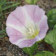 Plancia ëd Calystegia soldanella (L.) R. Br.