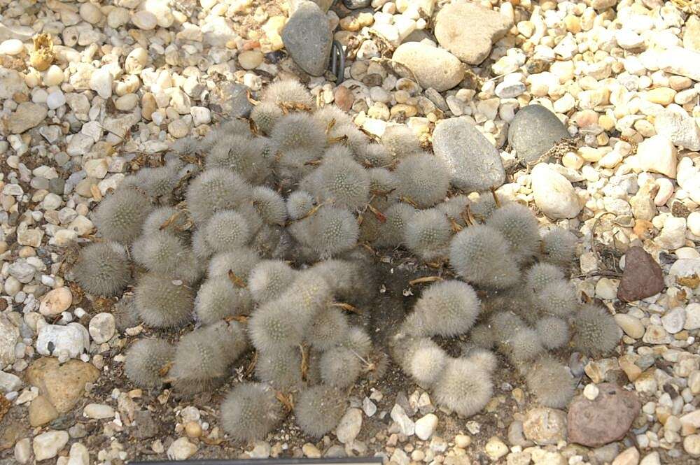 Imagem de Rebutia pulvinosa F. Ritter & Buining