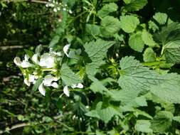 Image of spotted dead-nettle