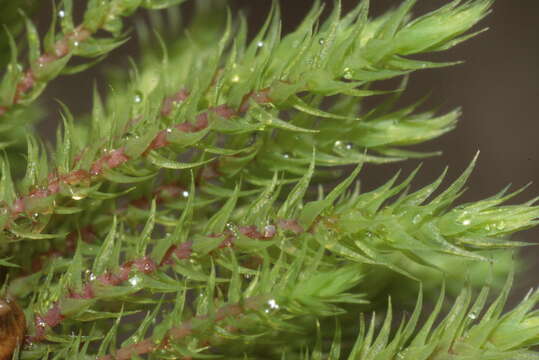 Image of thick-nerved apple-moss