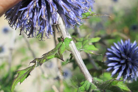 Image of Echinops bannaticus Rochel ex Schrad.