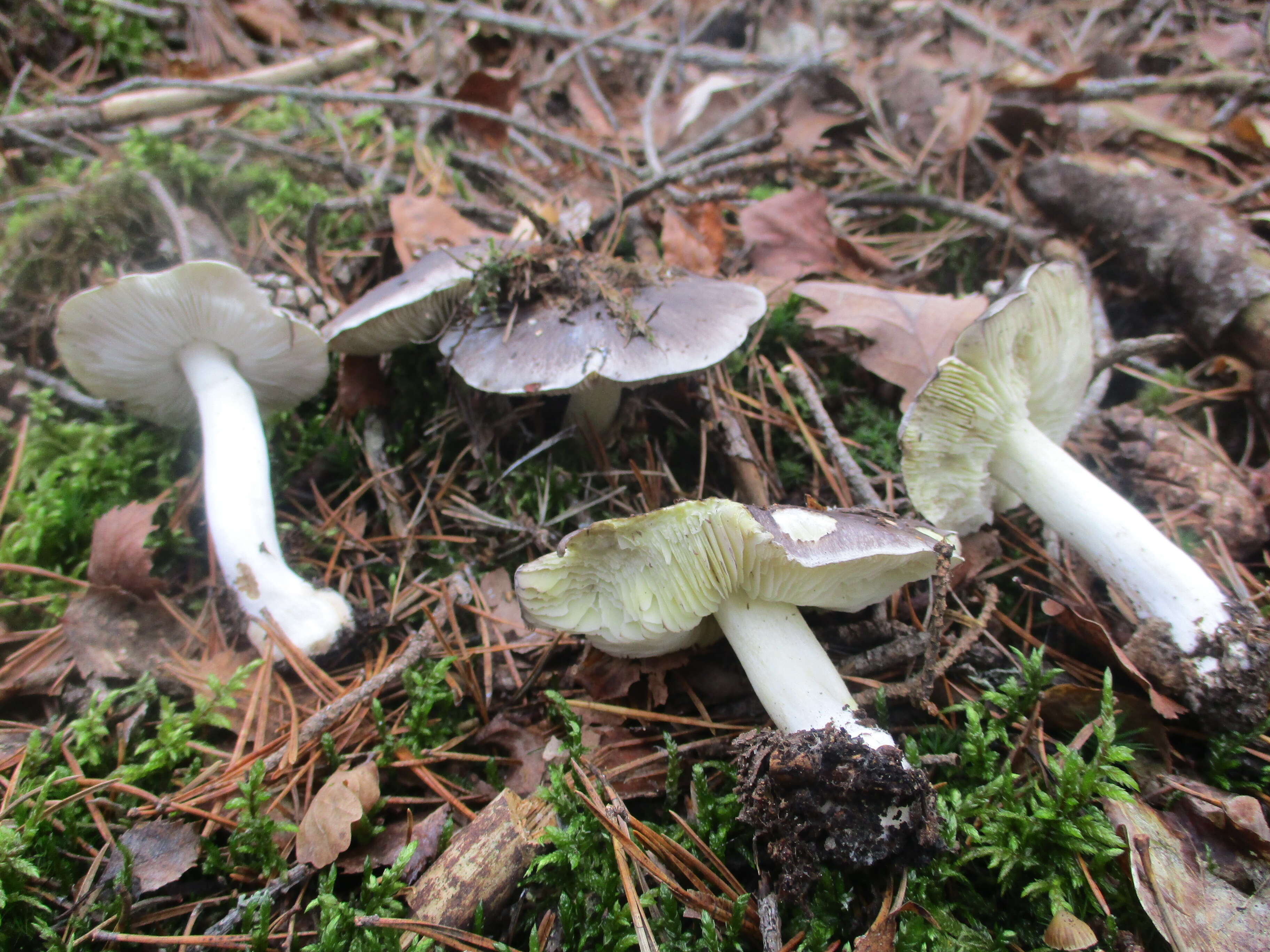 Imagem de Tricholoma portentosum (Fr.) Quél. 1873