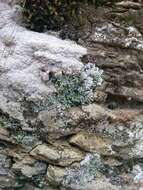 Image of Cottonthread lichens