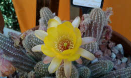 Echinopsis tubiflora resmi