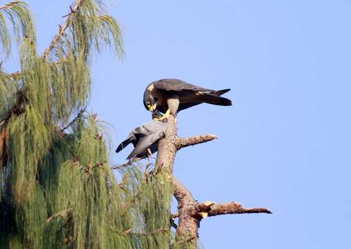 Image of Falco peregrinus peregrinator Sundevall 1837