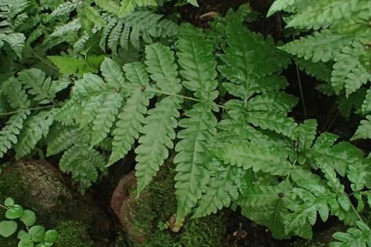 Image of Tectaria gemmifera (Fée) Alston