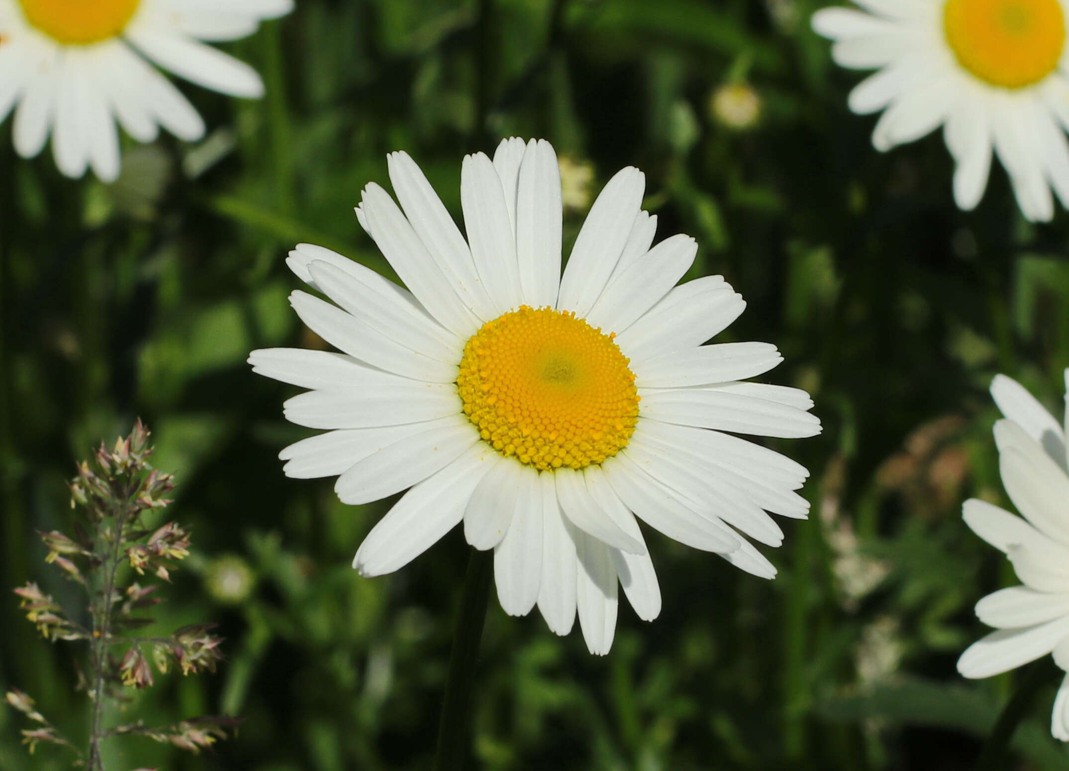 Image of Oxeye Daisy