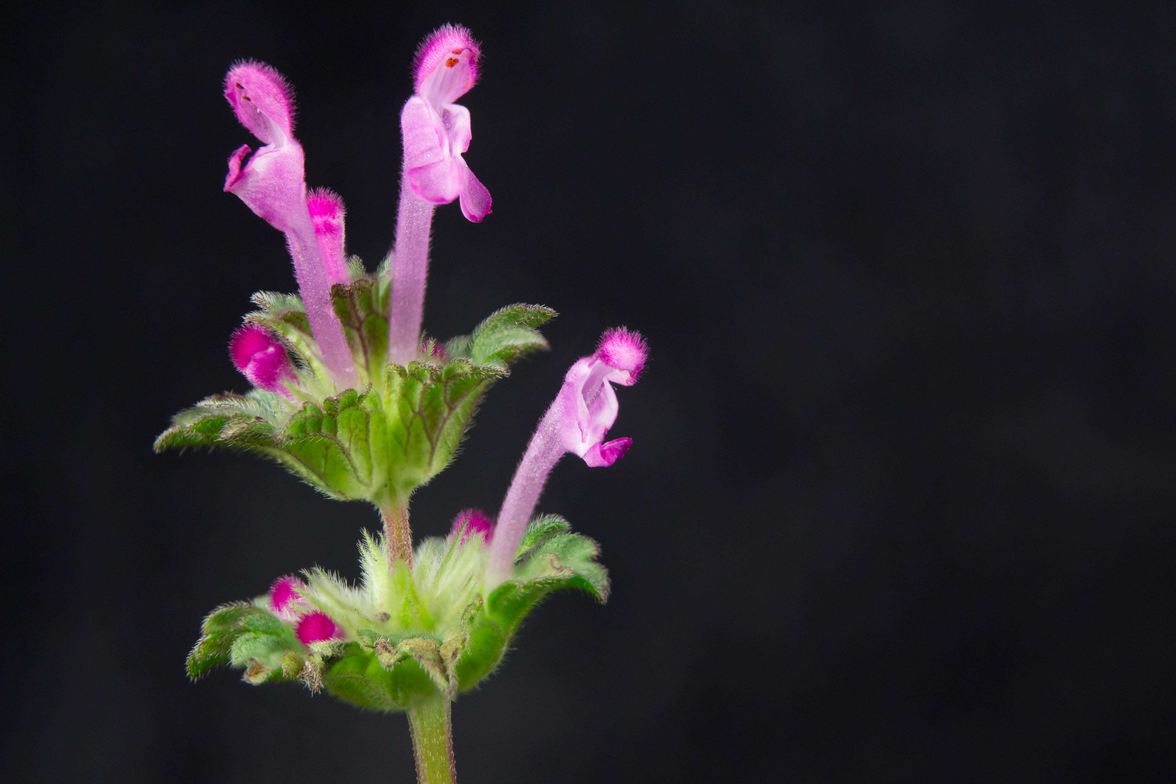 Image of common henbit