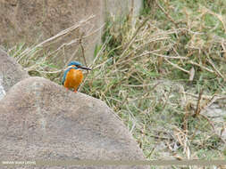 Image of Common Kingfisher