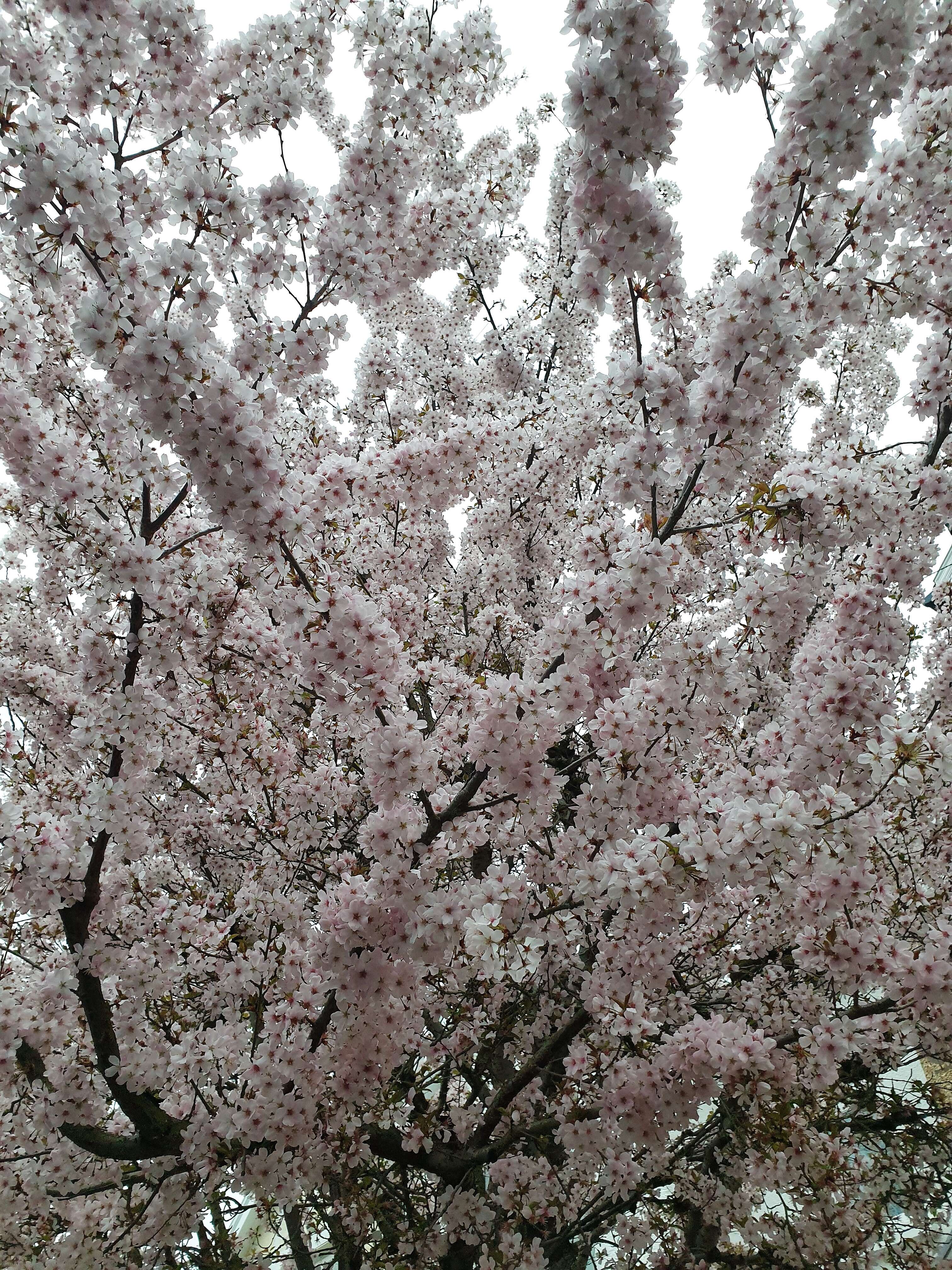 Image of Bird Cherry