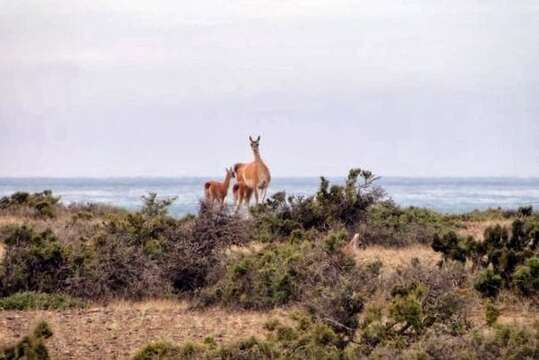 Image of Guanaco