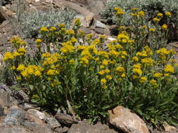 Image of Rocky Mountain goldenrod