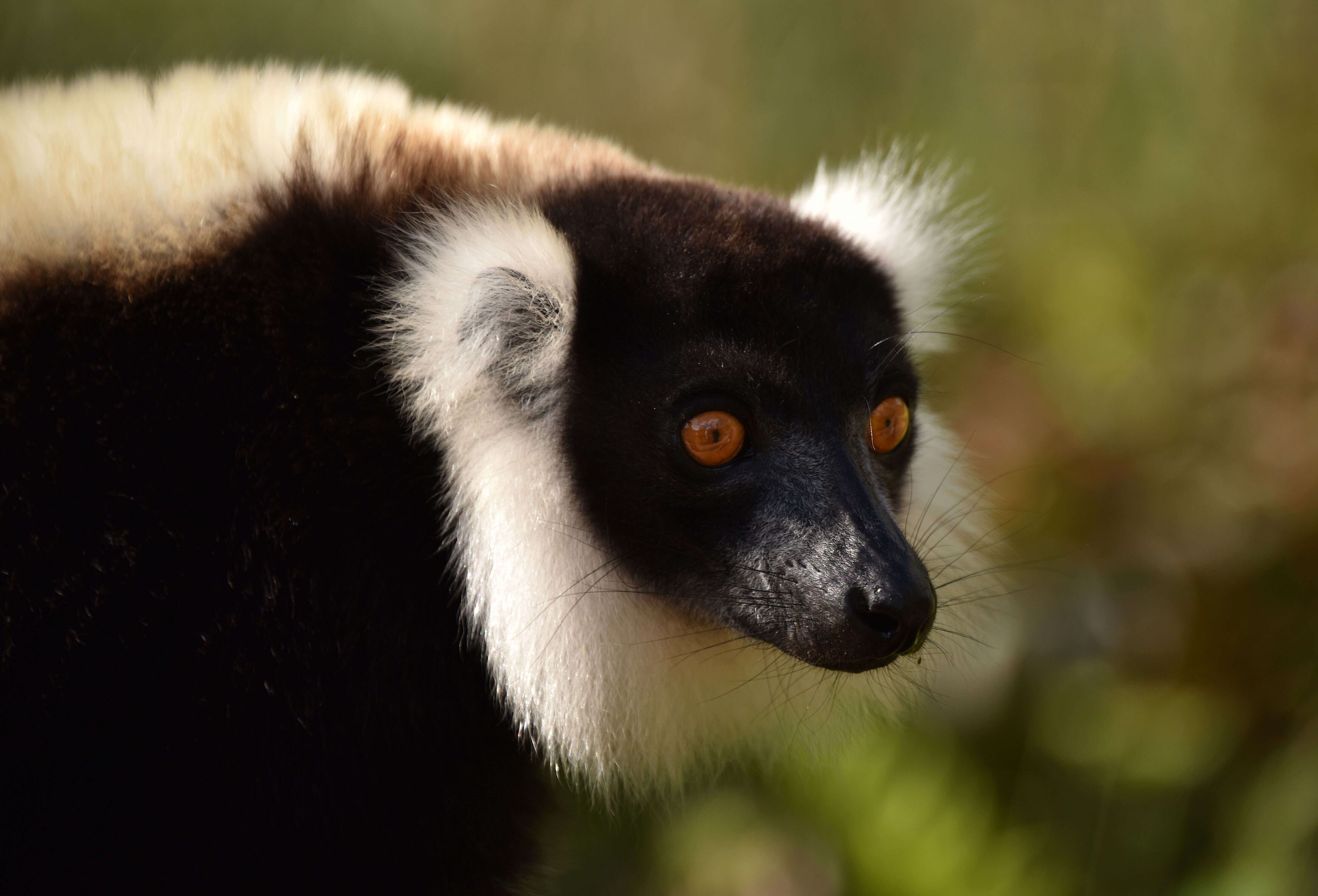 Image of Black-and-white Ruffed Lemur