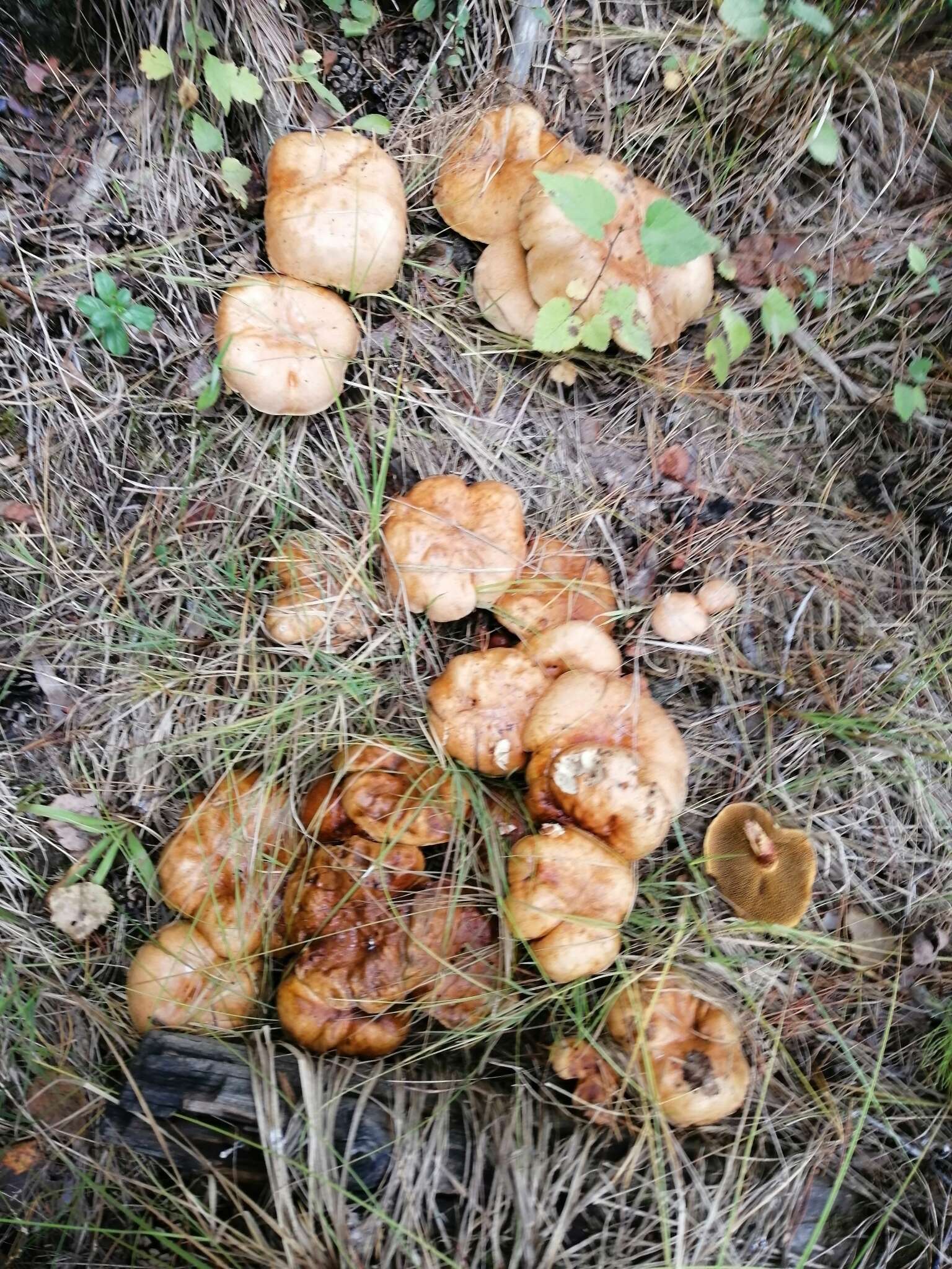 Image of Suillus granulatus (L.) Roussel 1796