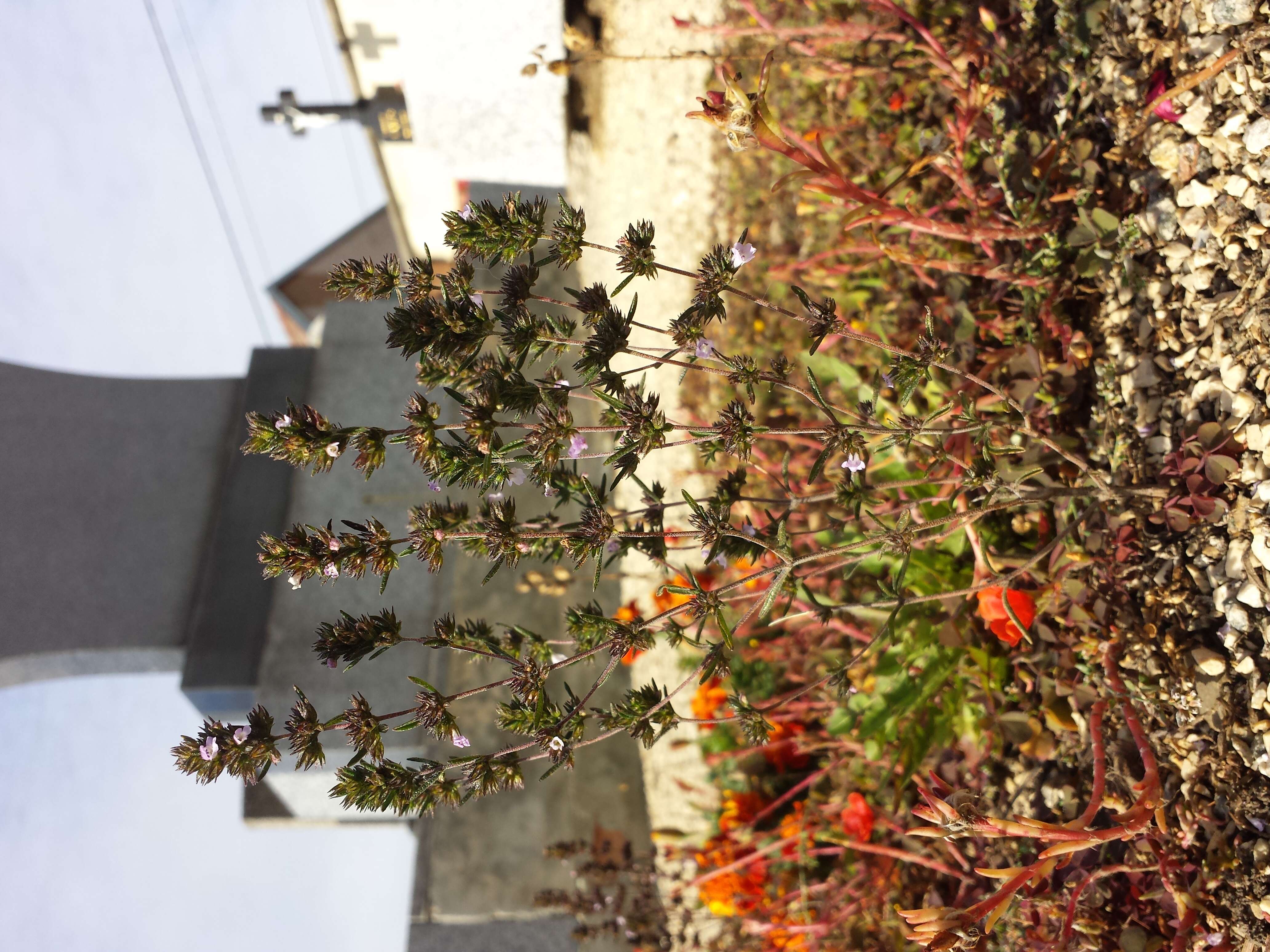 Image of summer savory