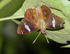 Celaenorrhinus leucocera Kollar 1848 resmi