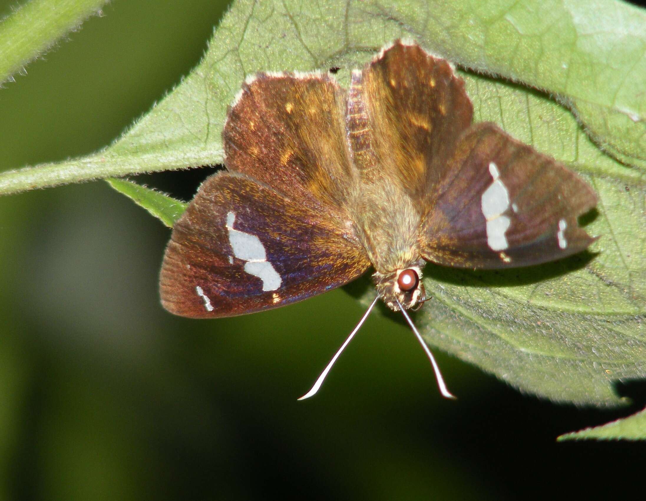 Celaenorrhinus leucocera Kollar 1848 resmi