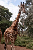 Image of Giraffe