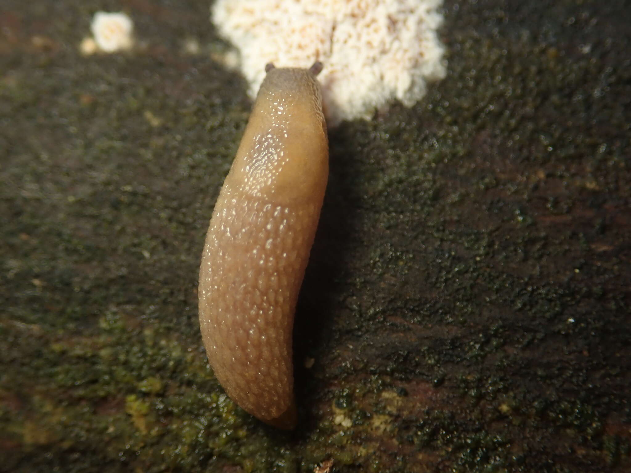 Image of hedgehog slug