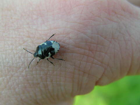 Image of White-margined Burrower Bug