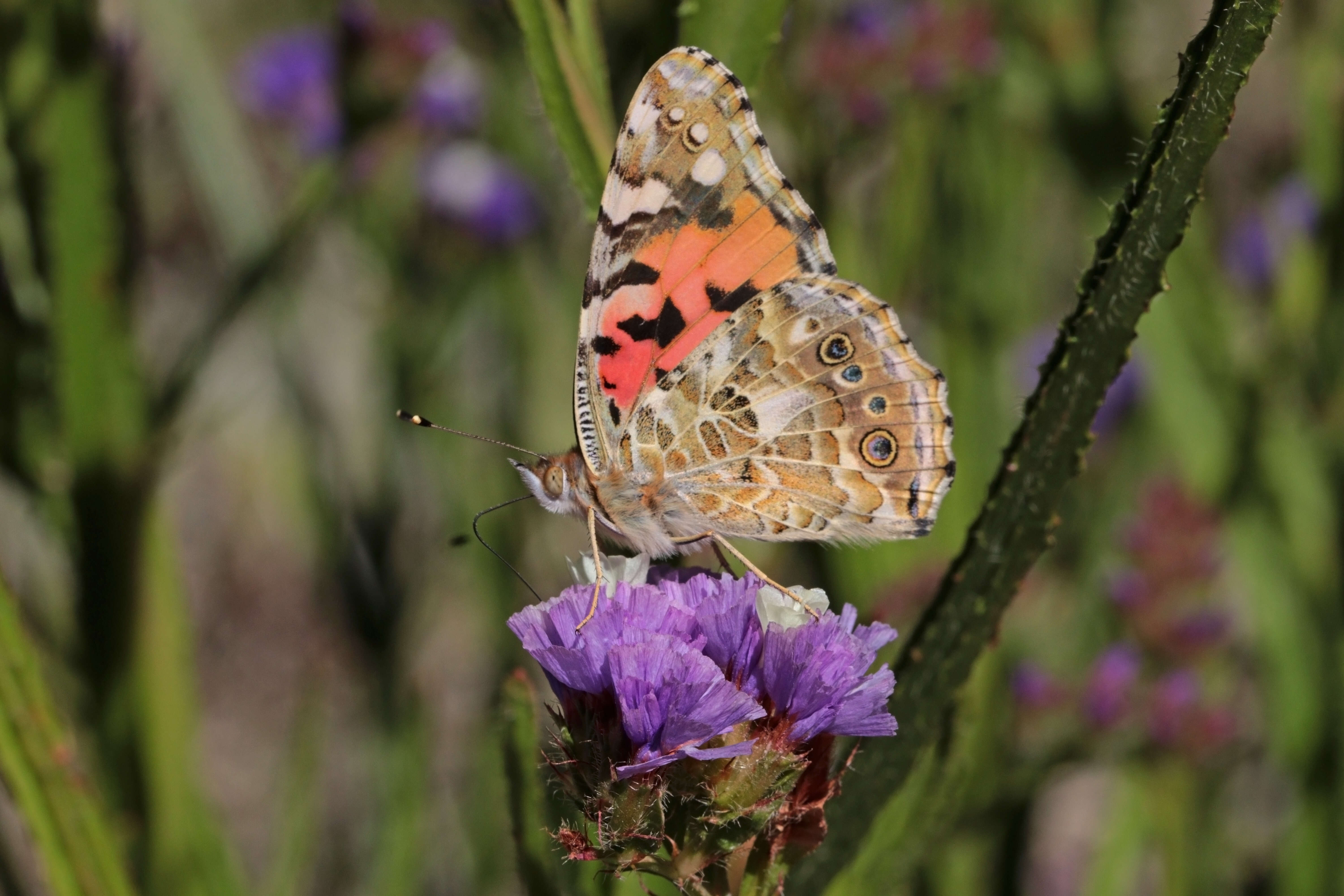 Plancia ëd Vanessa cardui