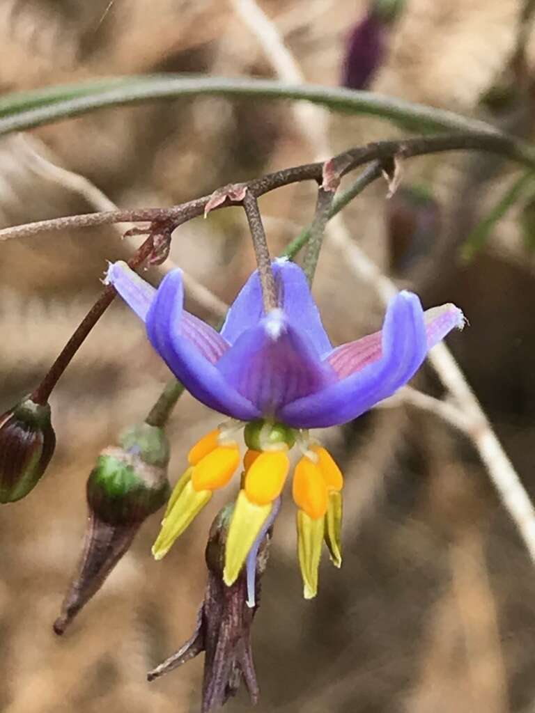 Image of Dianella longifolia R. Br.