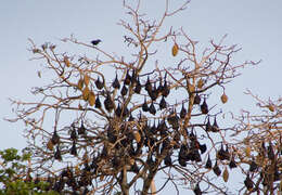 Image of Pemba Flying Fox