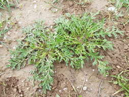 Image of Creeping Watercress