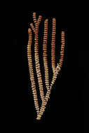 Image of Calcaxonia Grasshoff 1999