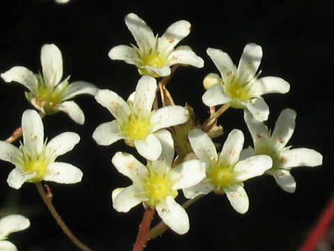 Image of Saxifraga crustata Vest