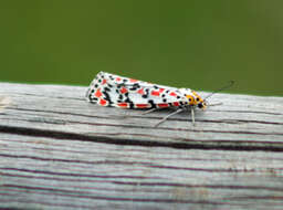 Image of crimson speckled